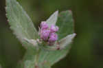 Rosy camphorweed